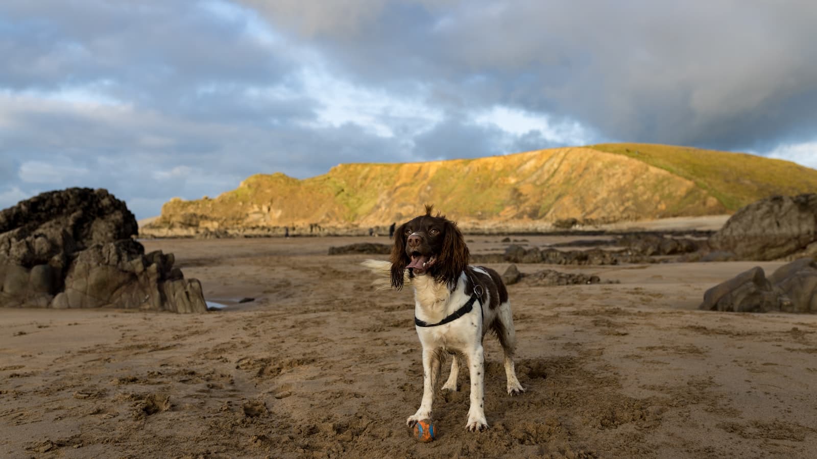 Best Dog-Friendly Days Out in the UK — 18 Places Dogs Actually Love