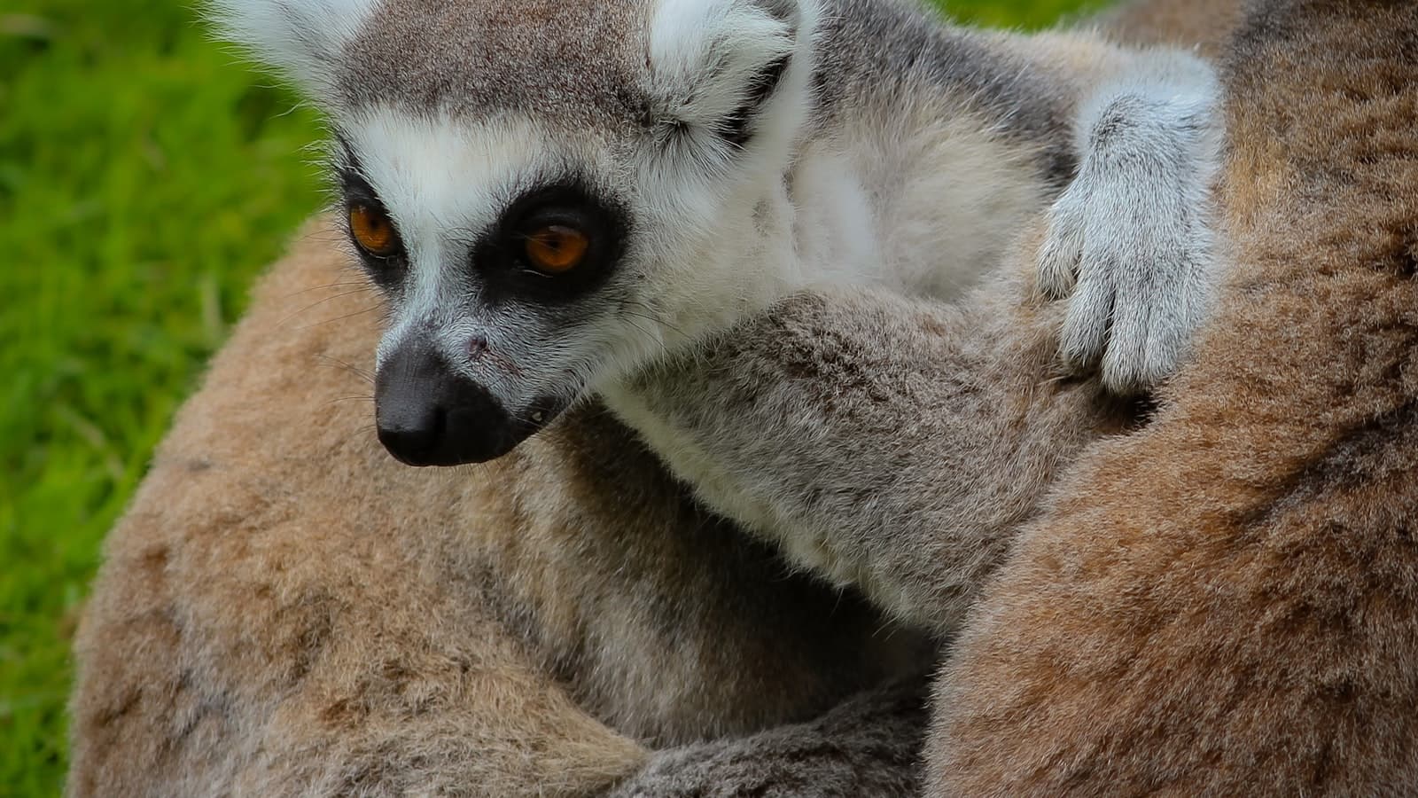 Best Zoos & Wildlife Parks in the UK — 14 Days Out for Animal Lovers