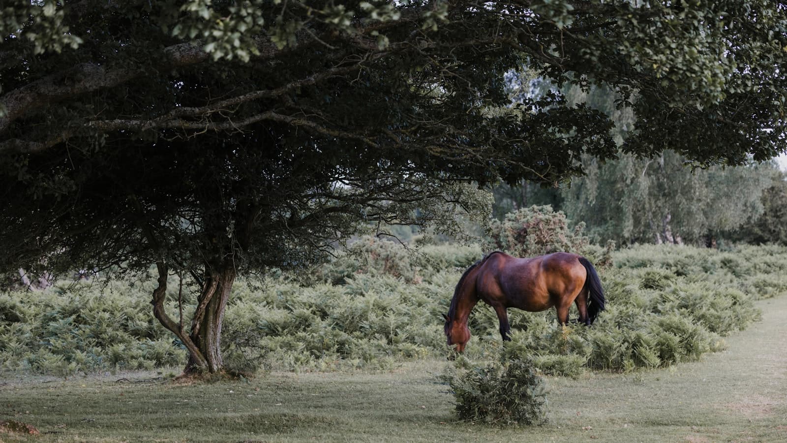 New Forest Days Out — 12 Ideas for Families, Walkers and Wildlife Lovers