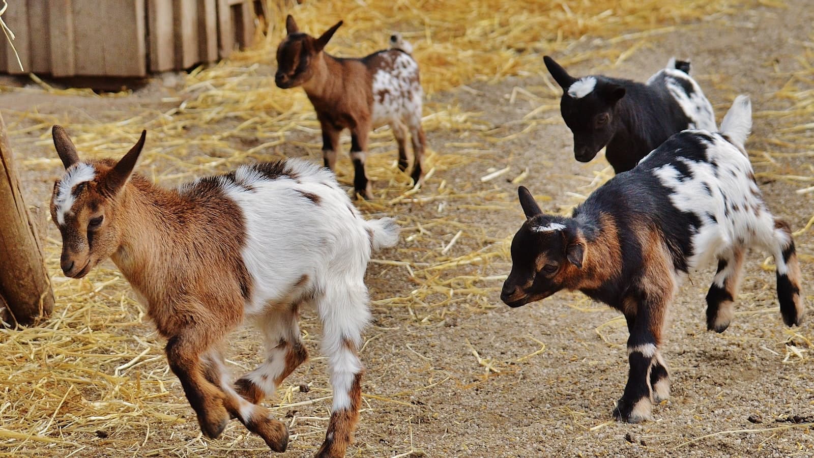 Best Petting Farms & City Farms in the UK — 15 Hands-On (and Often Free) Days Out