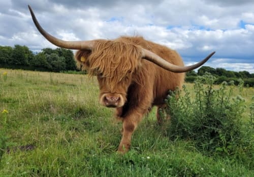 Cholderton Rare Breeds Farm