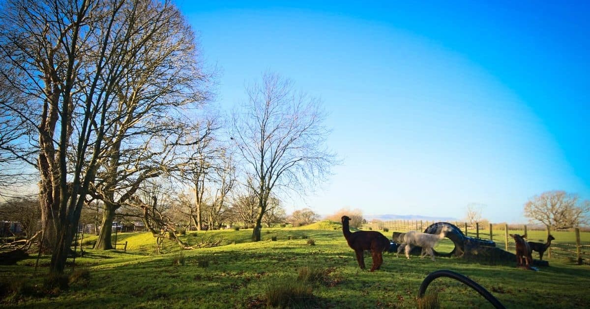 Raystede Animal Sanctuary